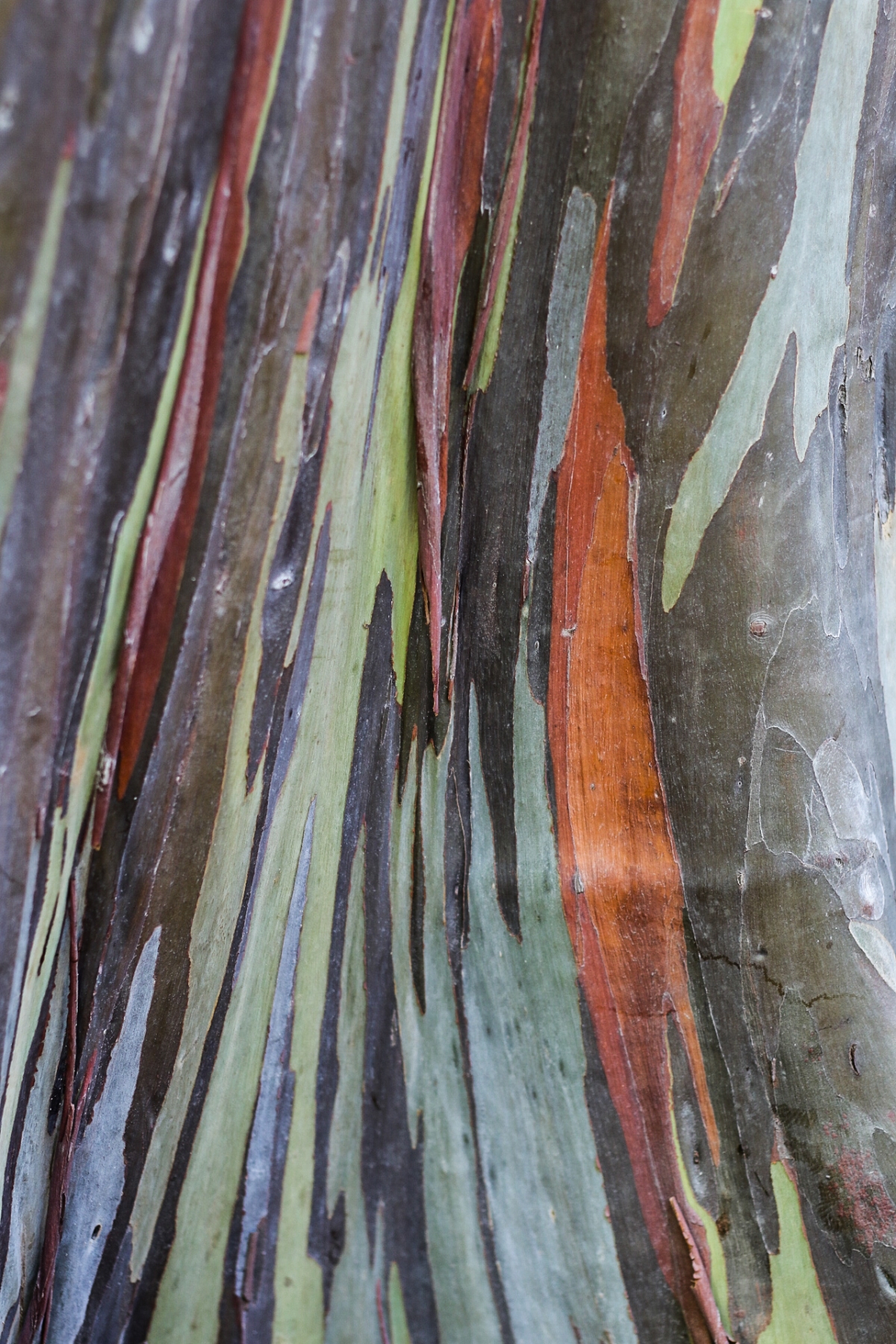 A close up of the bark of a rainbow eucalyptus. Not So SAHM