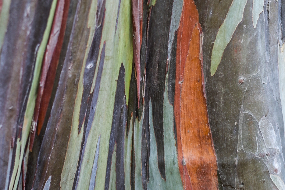 A close up of the bark of a rainbow eucalyptus. Not So SAHM